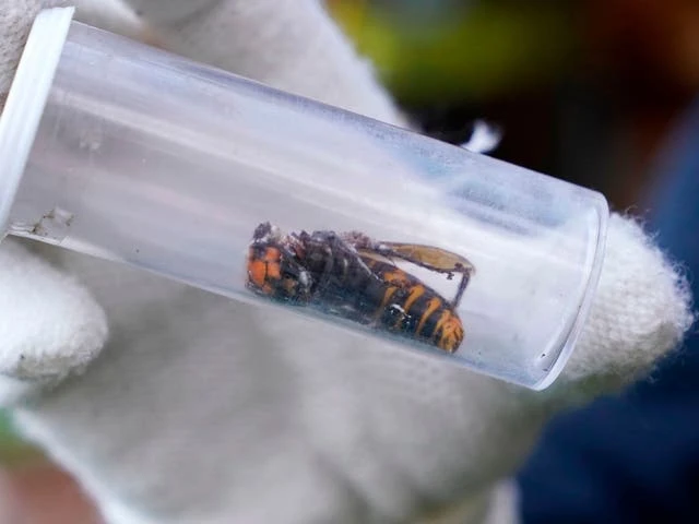 Scientists find dead murder hornet in first 2021 sighting