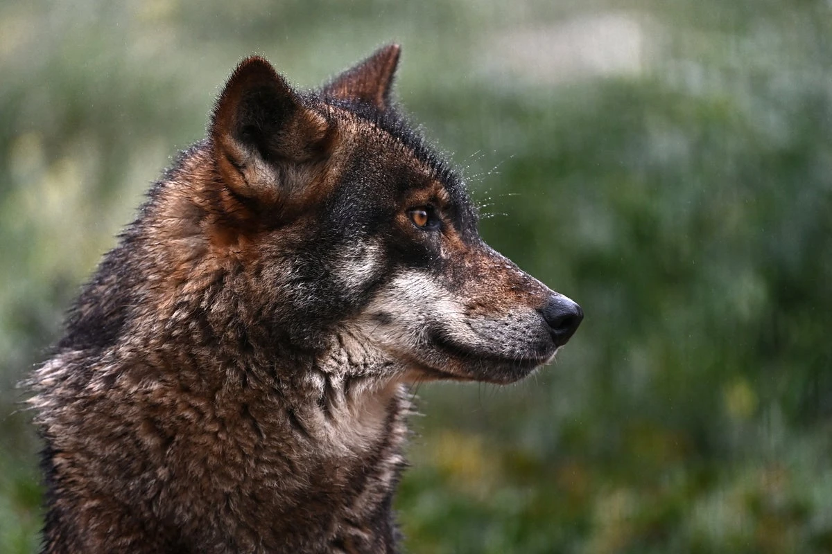 Hunting wolves is about to become more common in Europe – here’s why