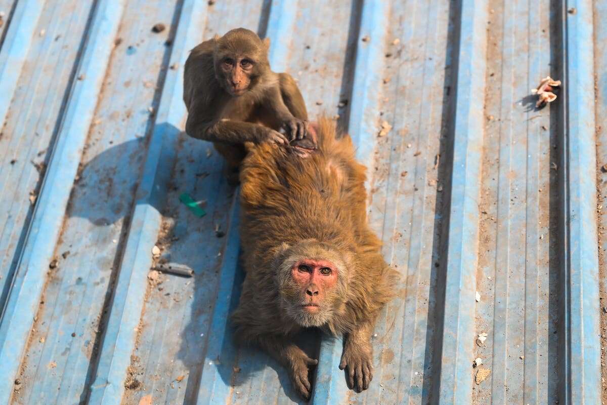 Parents say troop of monkeys saved their child from being raped