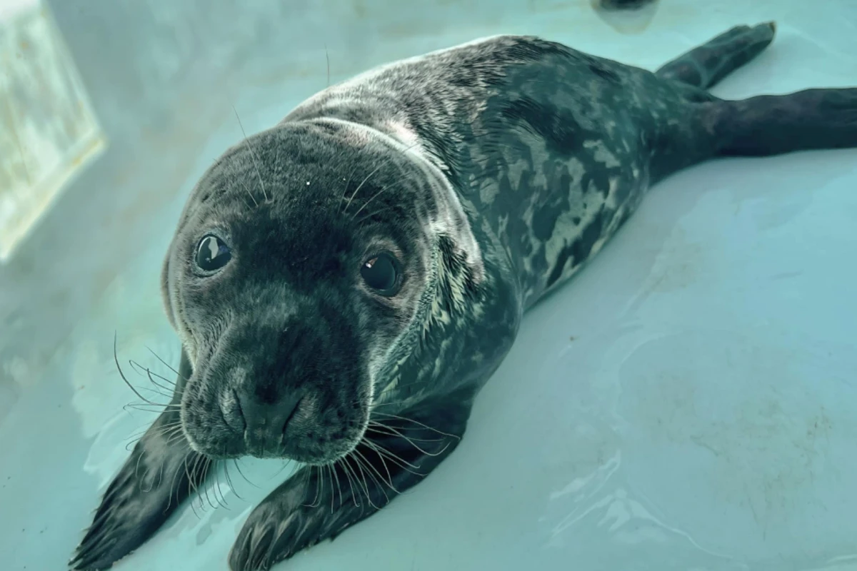 Beloved baby seal found stranded on street near Yale University dies