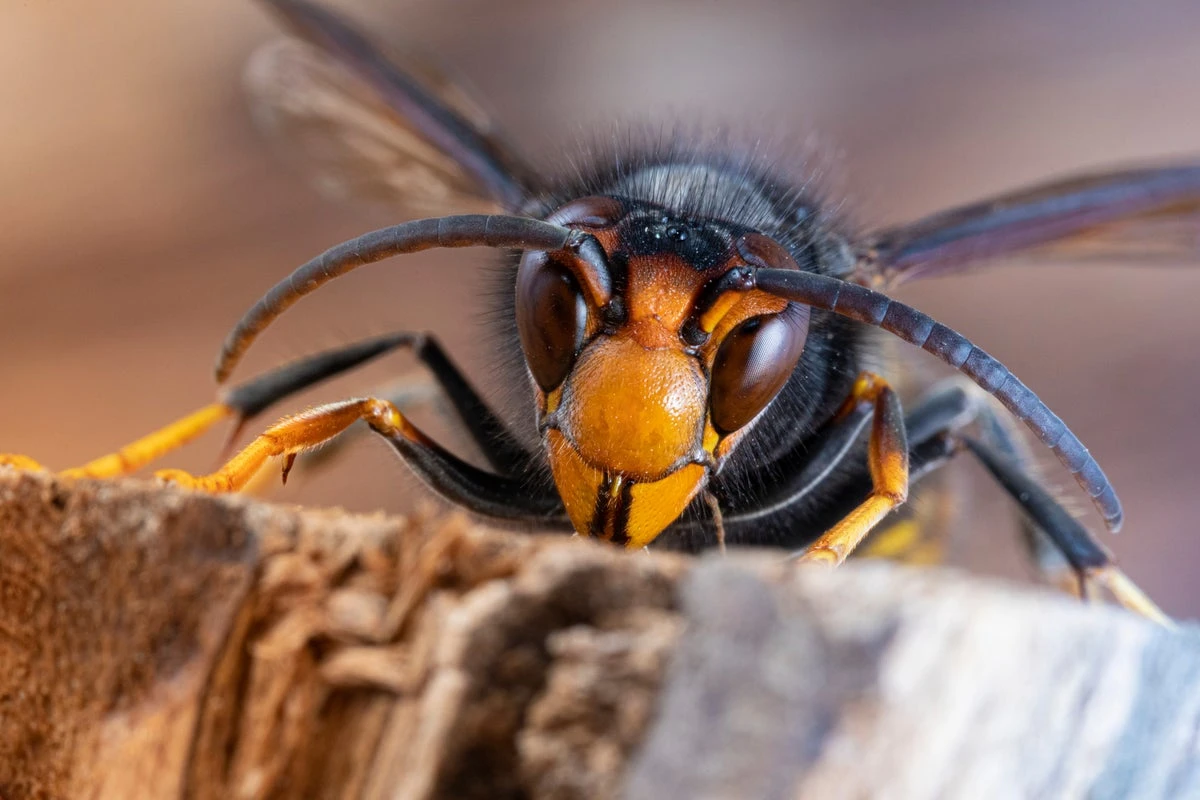 What should I do if I see an Asian Hornet and how dangerous are they?