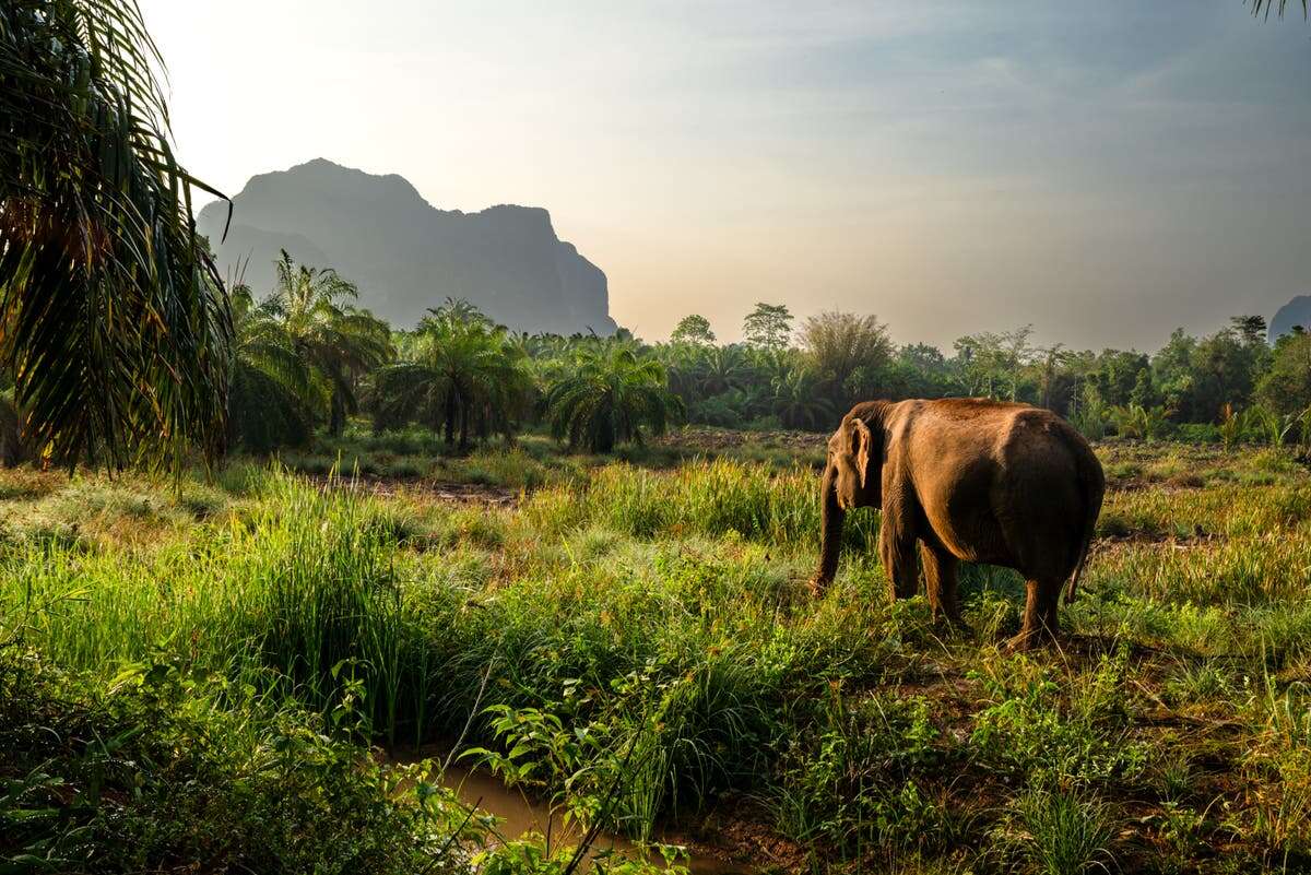 How Thailand’s elephant camps are looking to a cruelty-free future