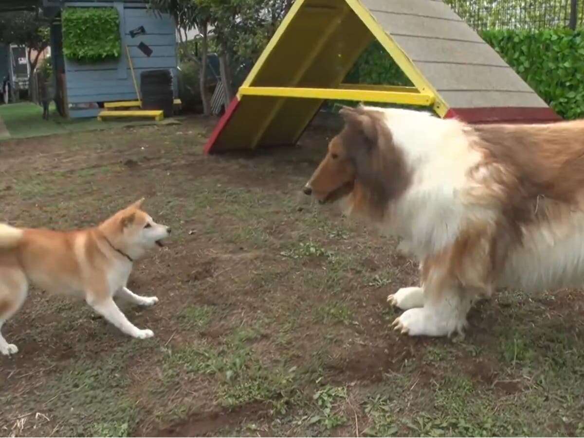 Man who transformed himself into dog meets actual one in viral video