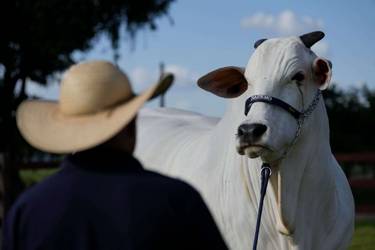 The world’s most expensive cow has been sold for millions