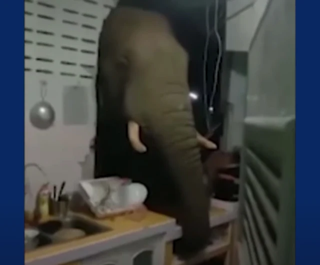 Elephant smashes kitchen wall to rummage for snacks in a Thailand home