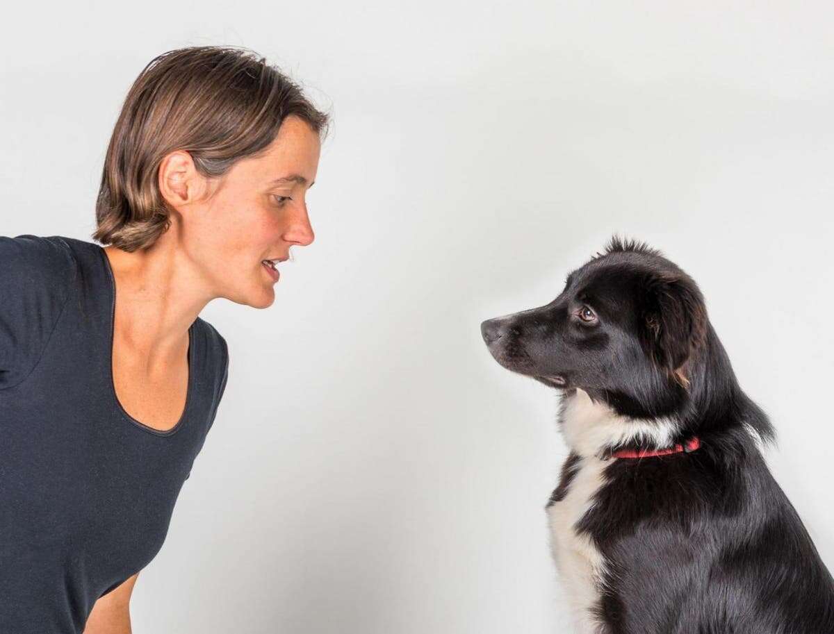 Dog and human brains found to sync when they gaze into each other