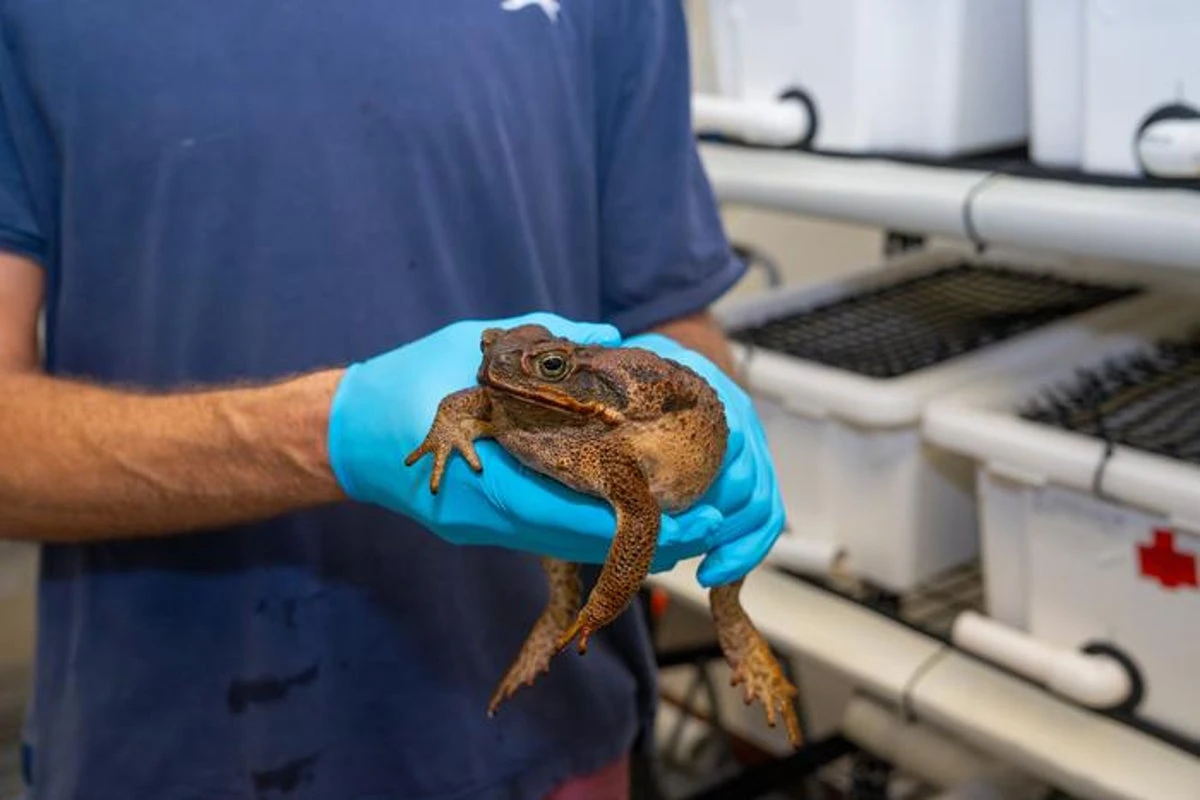 Japan’s invasive toads are evolving faster than theories suggest