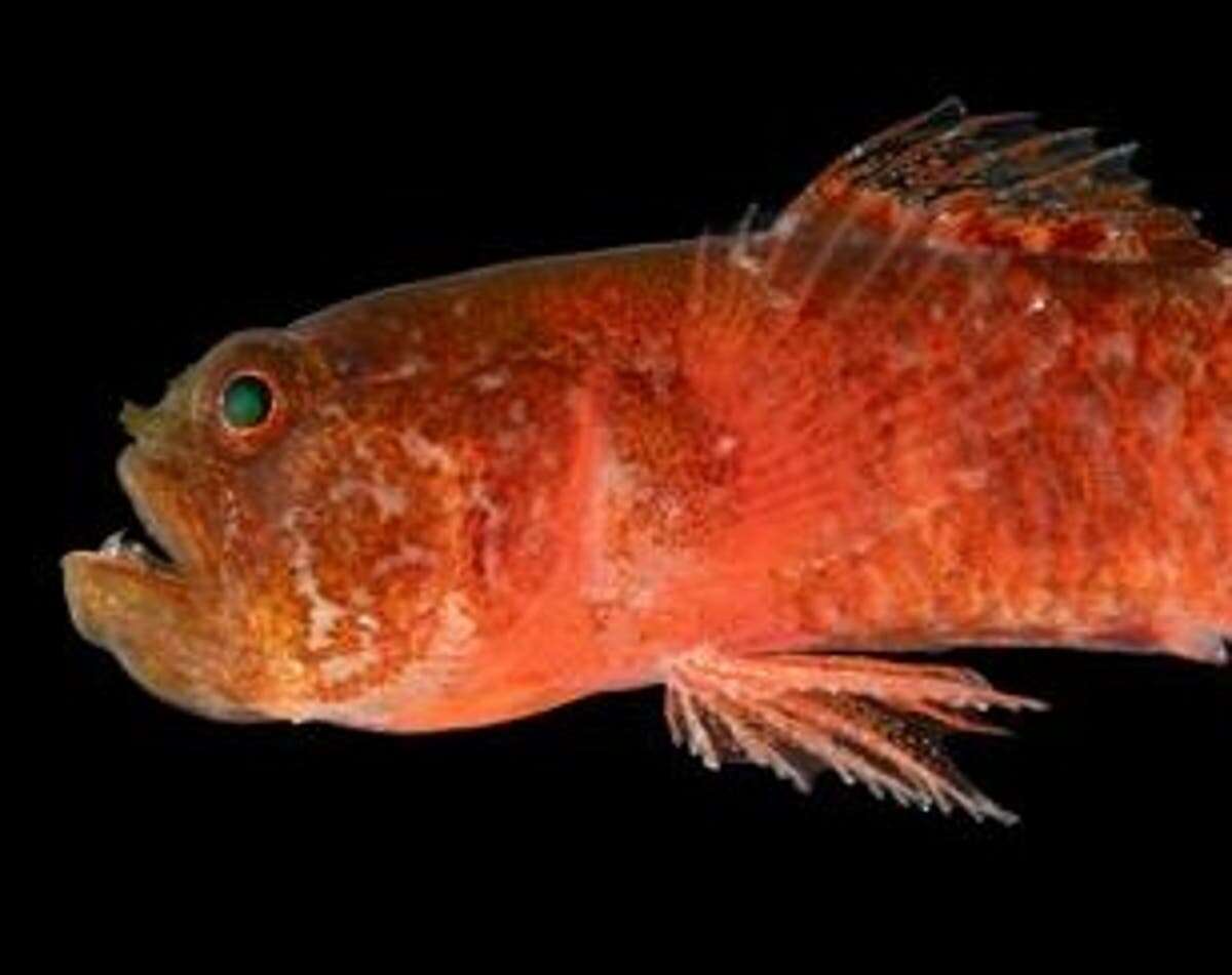 ‘Grumpy’ fish species discovered in Red Sea off Saudi Arabia