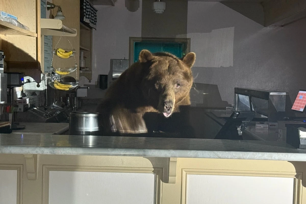 Bear found behind counter of Lake Tahoe ice cream store