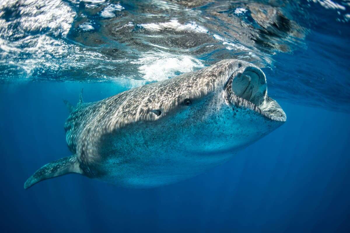 Whale sharks found to be world’s largest omnivores