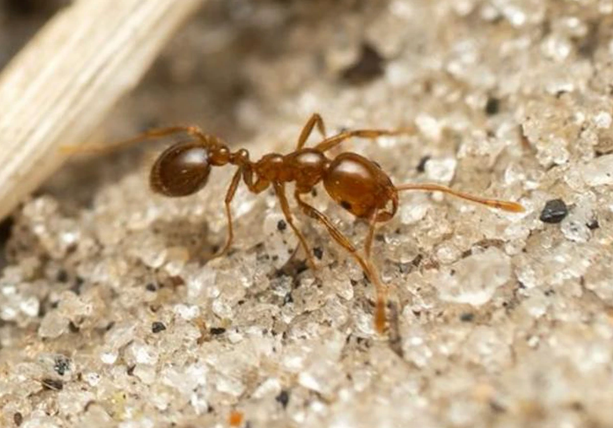 Europe witnessing spread of invasive red fire ants with painful bites