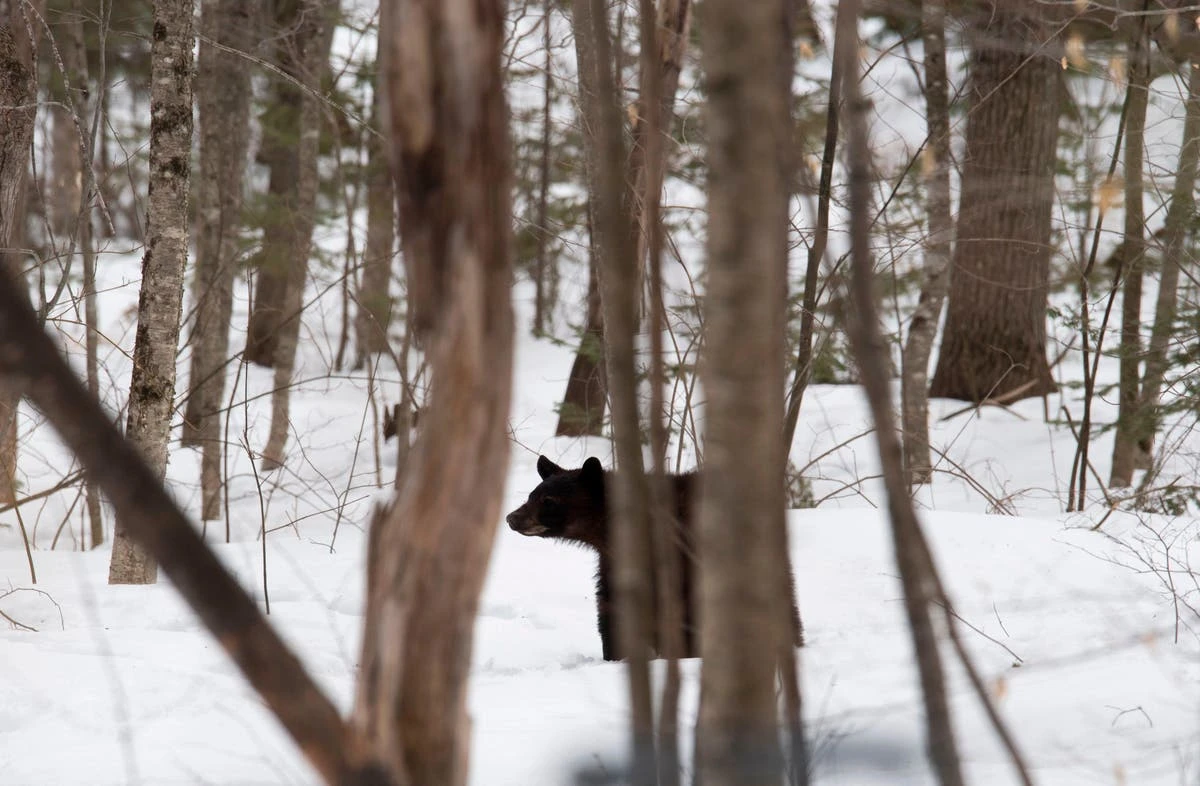 Bear dragged away car crash victim’s body