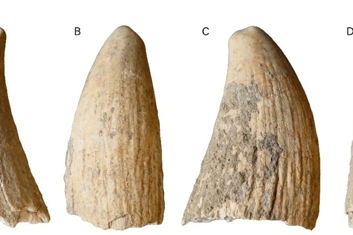 Rare whale tooth fossil reveals secrets of ancient Iberian people