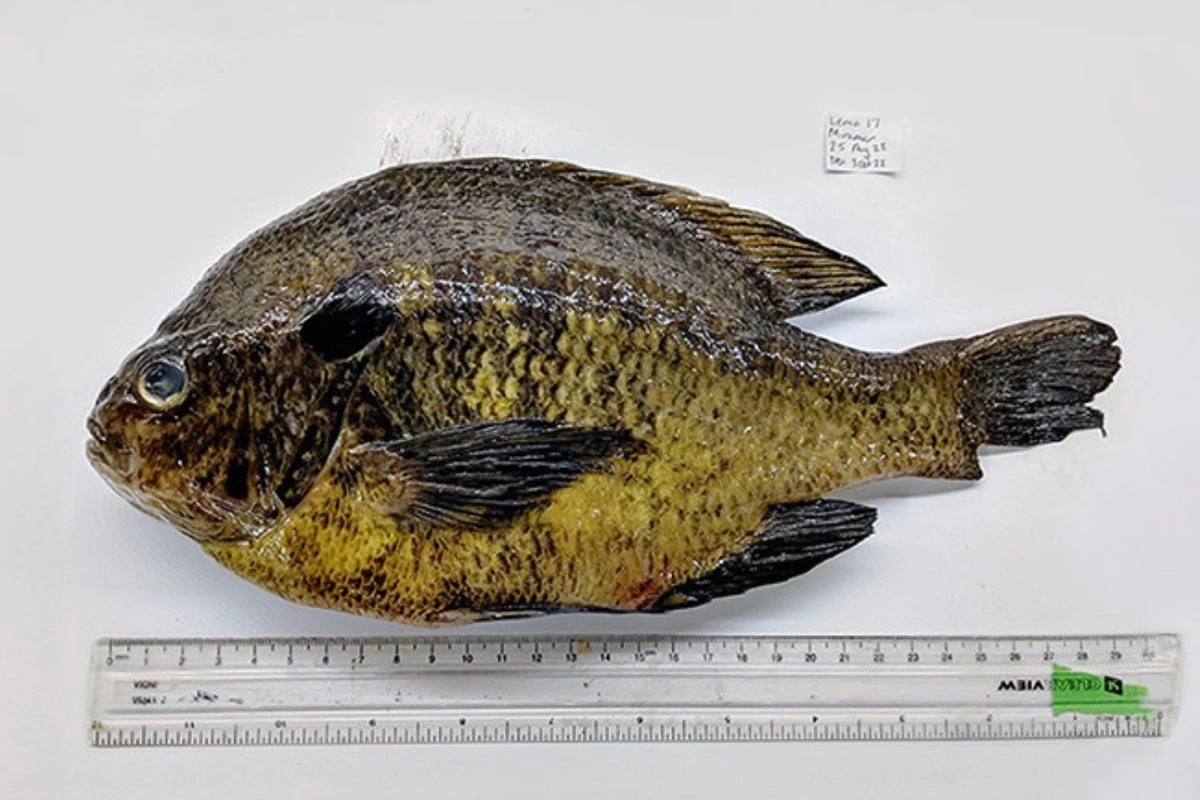 California fish carry parasites that can cause stroke or heart attack