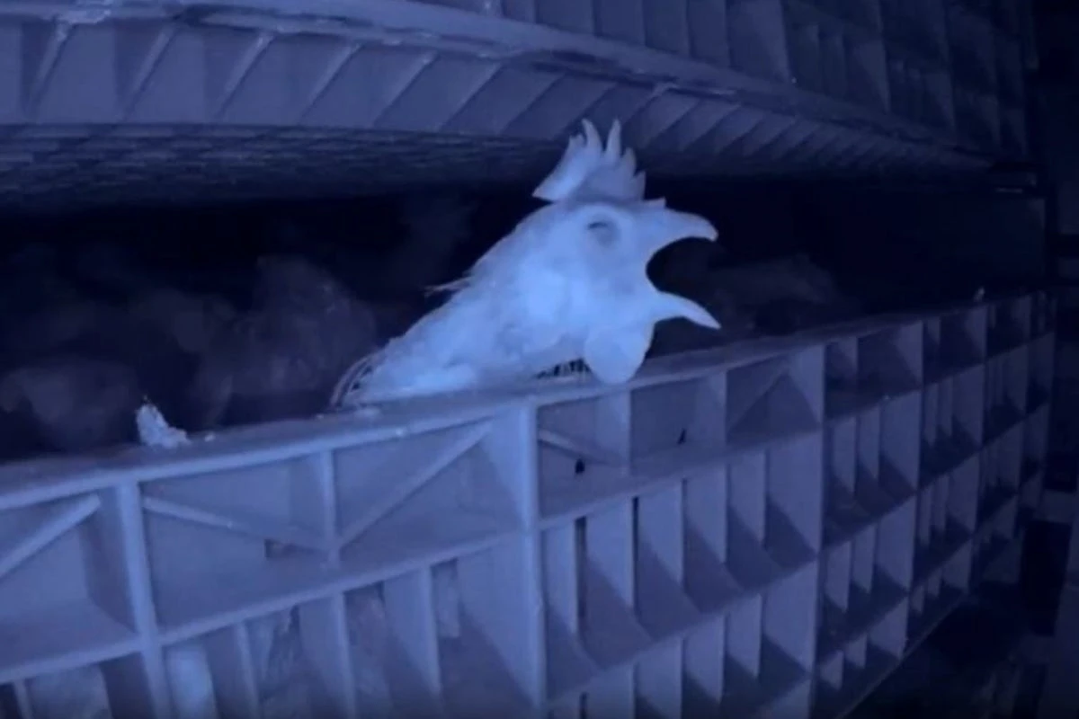 Secret video reveals gas chamber deaths of egg industry hens