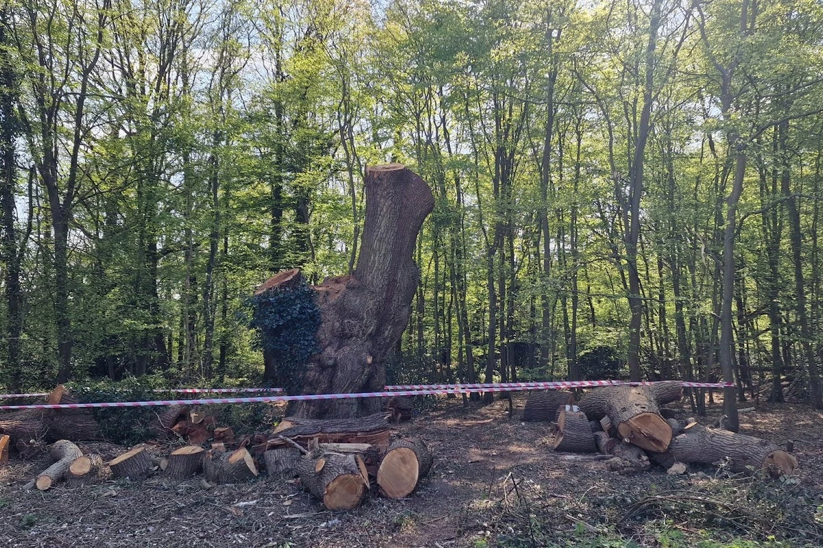 Oak felled by Toby Carvery owners had ‘few hundred years’ more to live