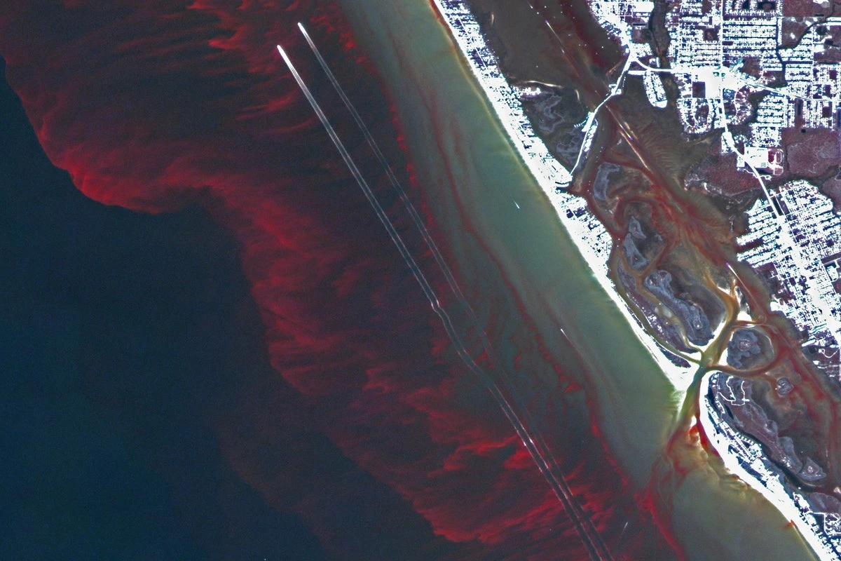 Toxic algae bloom kills hundreds of marine species in Australia