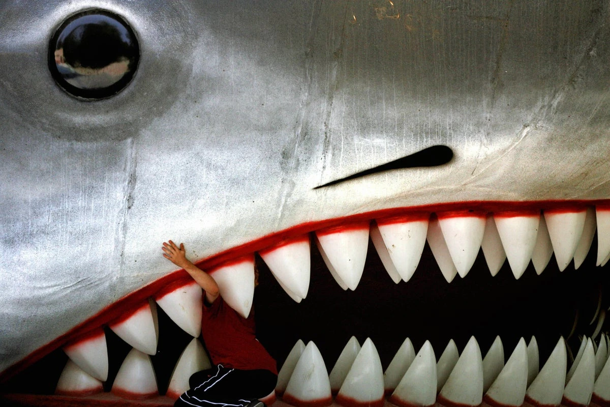 Expert says Jaws (50 this June) helped sharks as well as harming