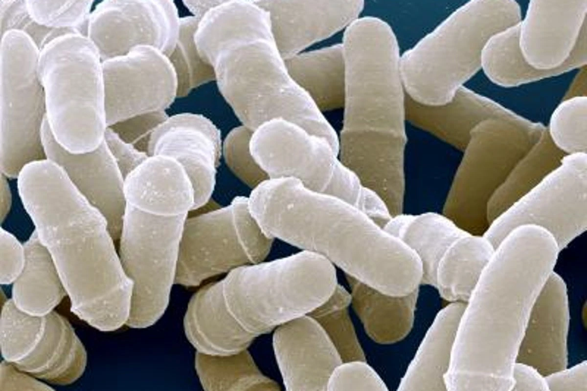 Whole new class of anti-ageing drug found to work at cell level