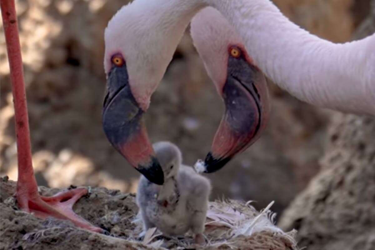 First-time flamingo foster dads raise chick at San Diego zoo