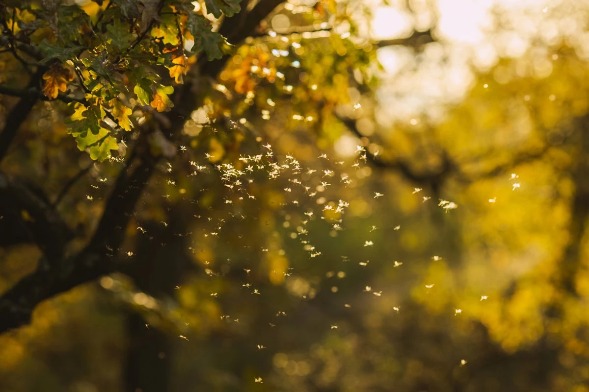 When is flying ant day 2025 in the UK and why does it happen?