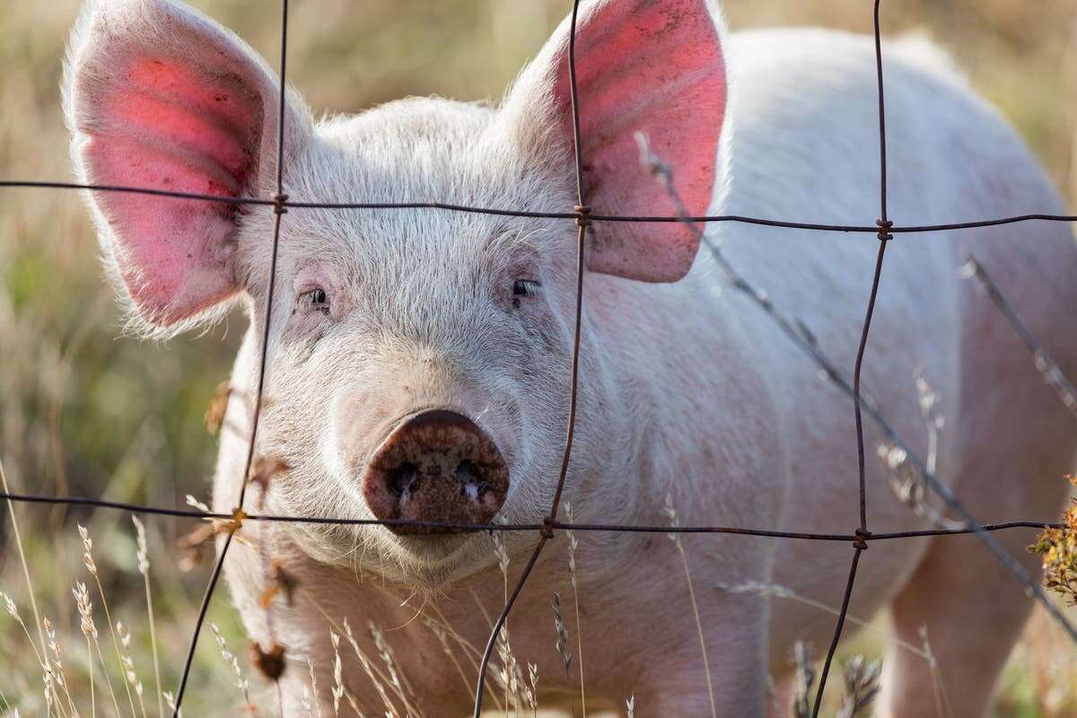 Bird flu identified in pig for first time in the US