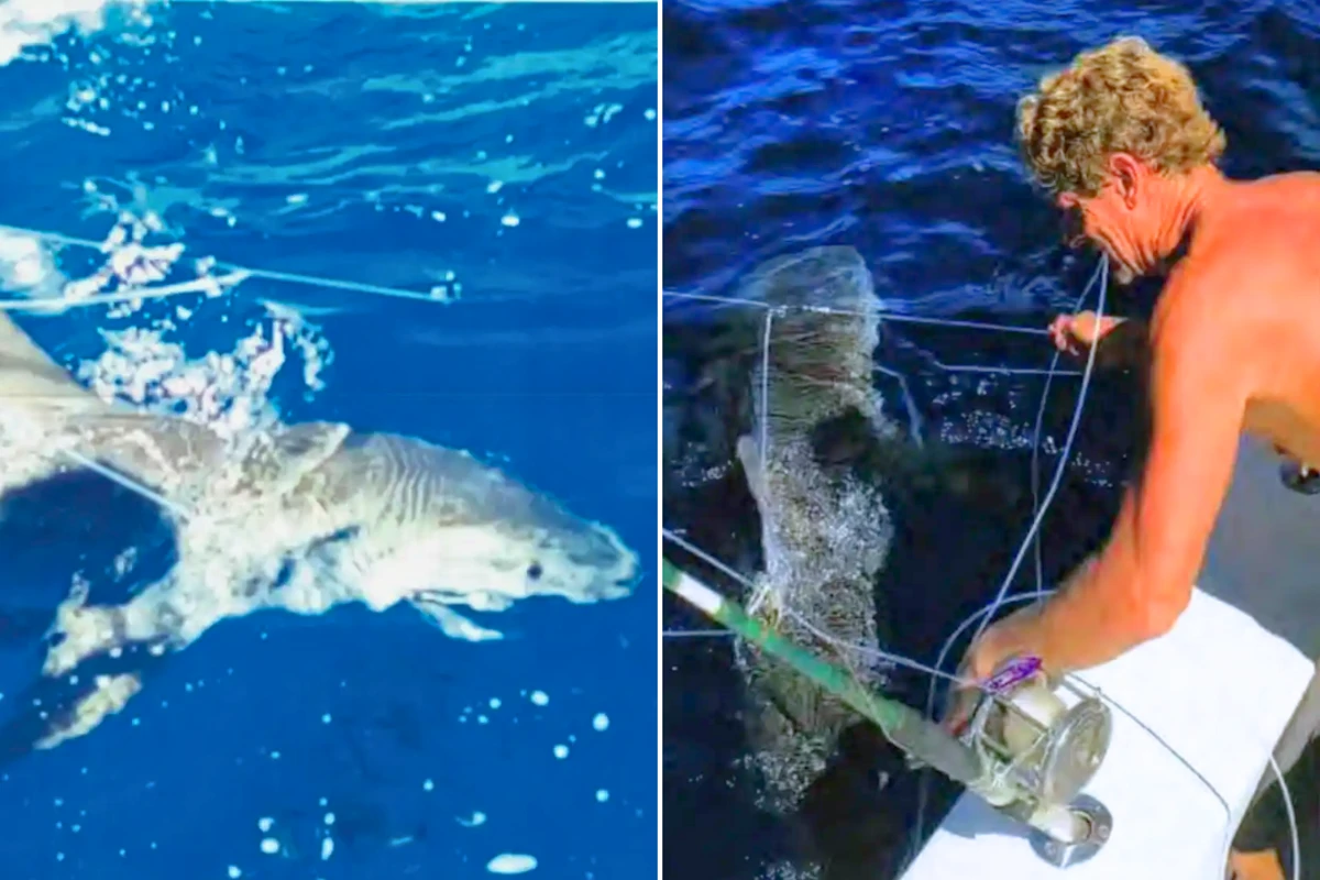 Trump pardons 2 divers who freed 19 sharks off the coast of Florida