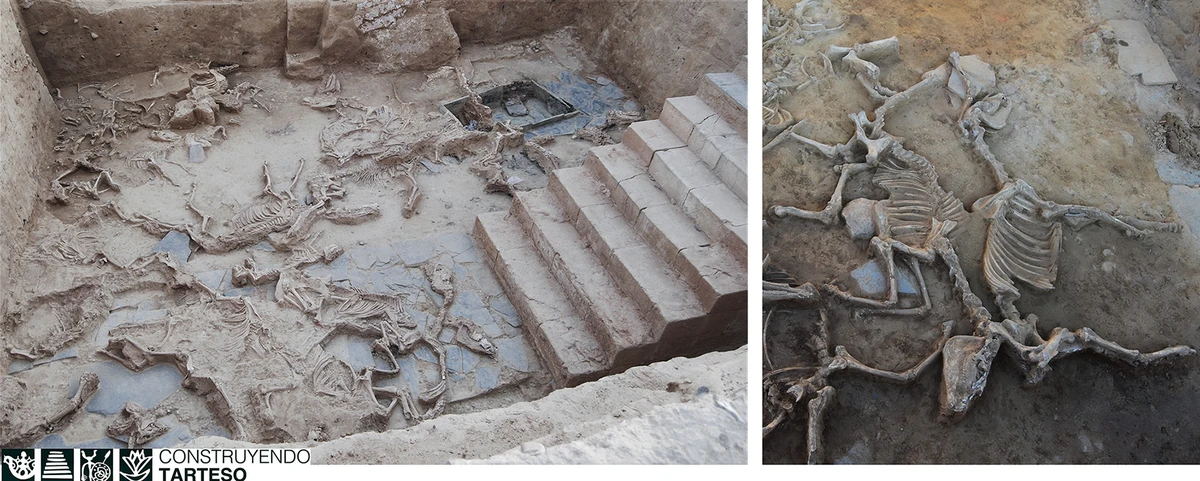 Horses ‘repeatedly’ sacrificed during rituals in Spain 2,500 years ago