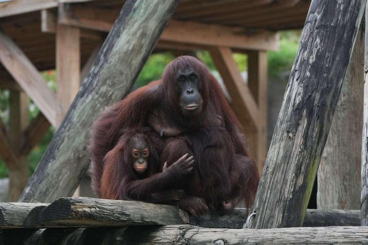 How the Tampa zoo is protecting 1,000 animals from Hurricane Milton