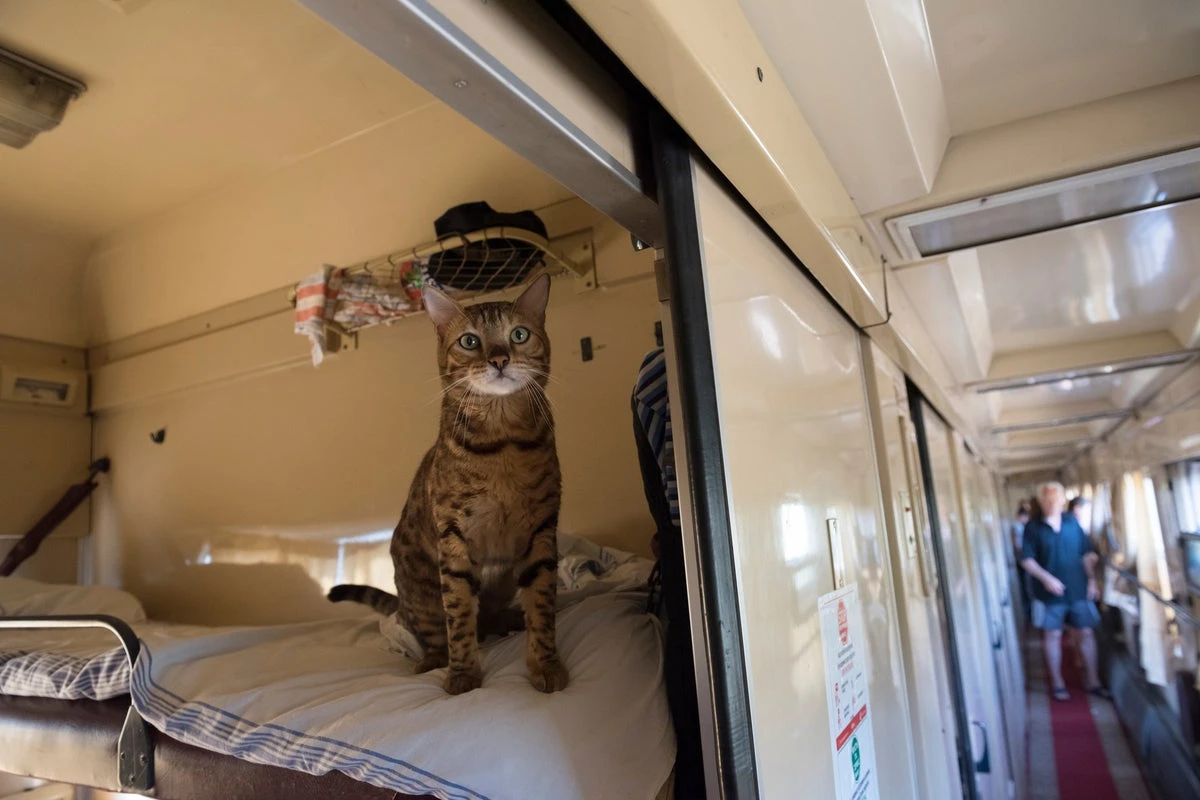 Passenger fined after loud cat sparks complaints on French train
