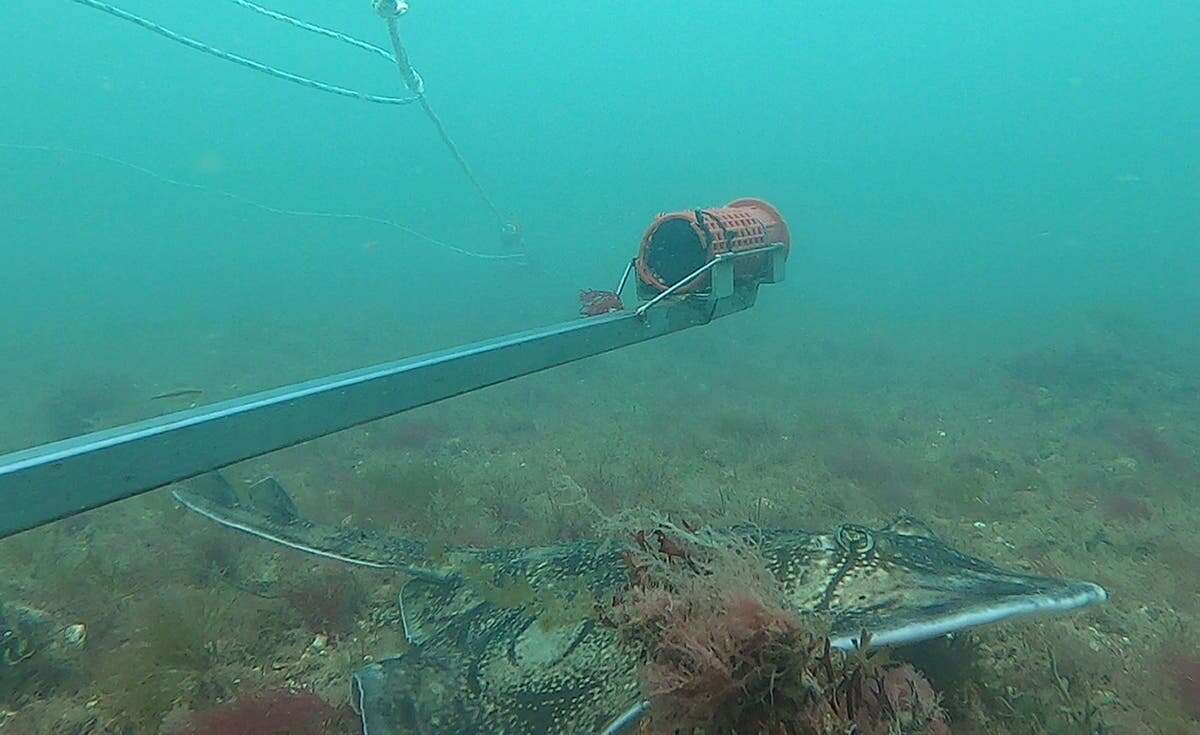 Scientists discover critically endangered shark off Sussex coastline