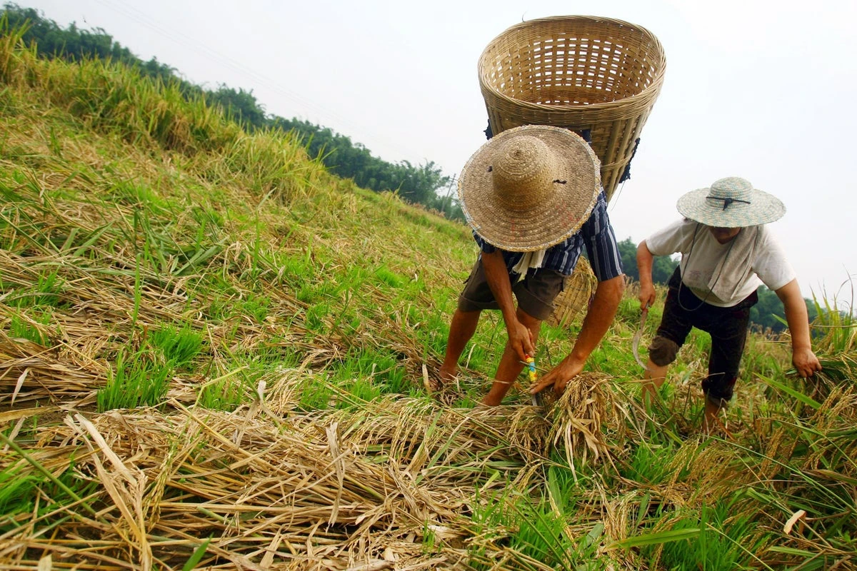 China jails researcher for taking germplasm out of country