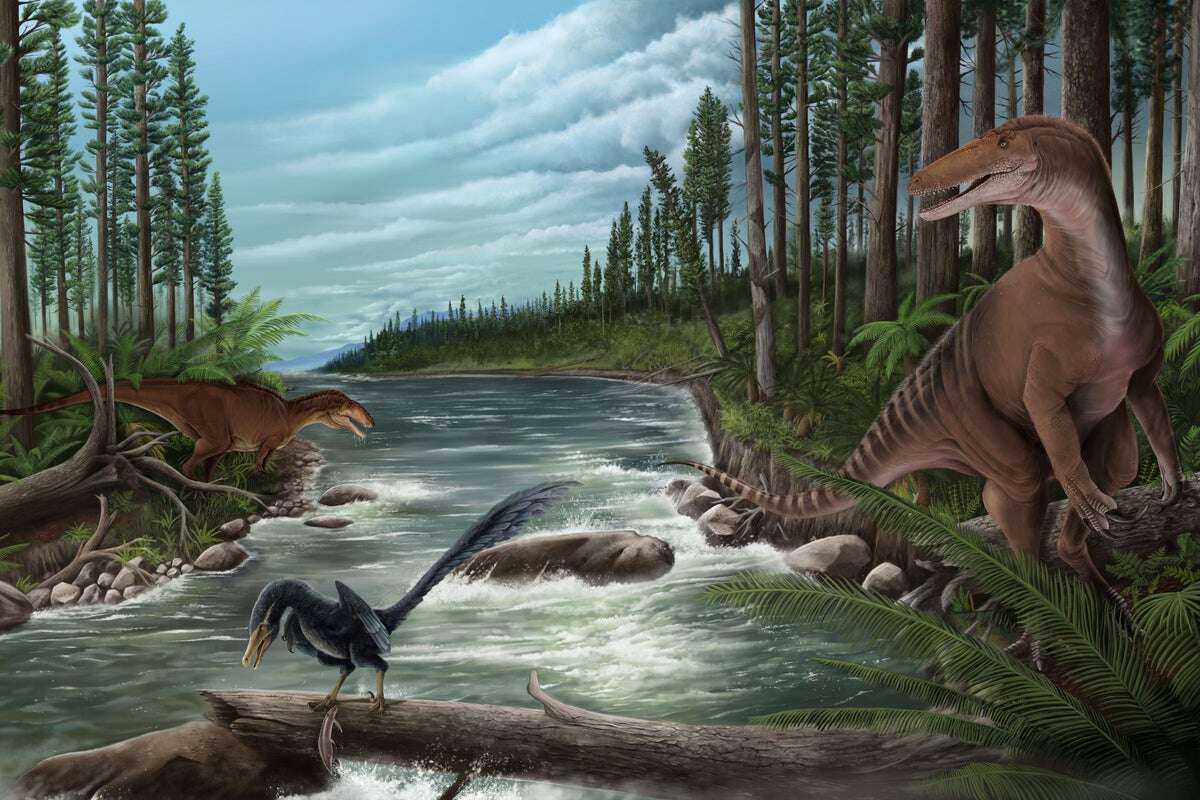 Giant ‘megaraptor’ dinosaur species discovered in Australia