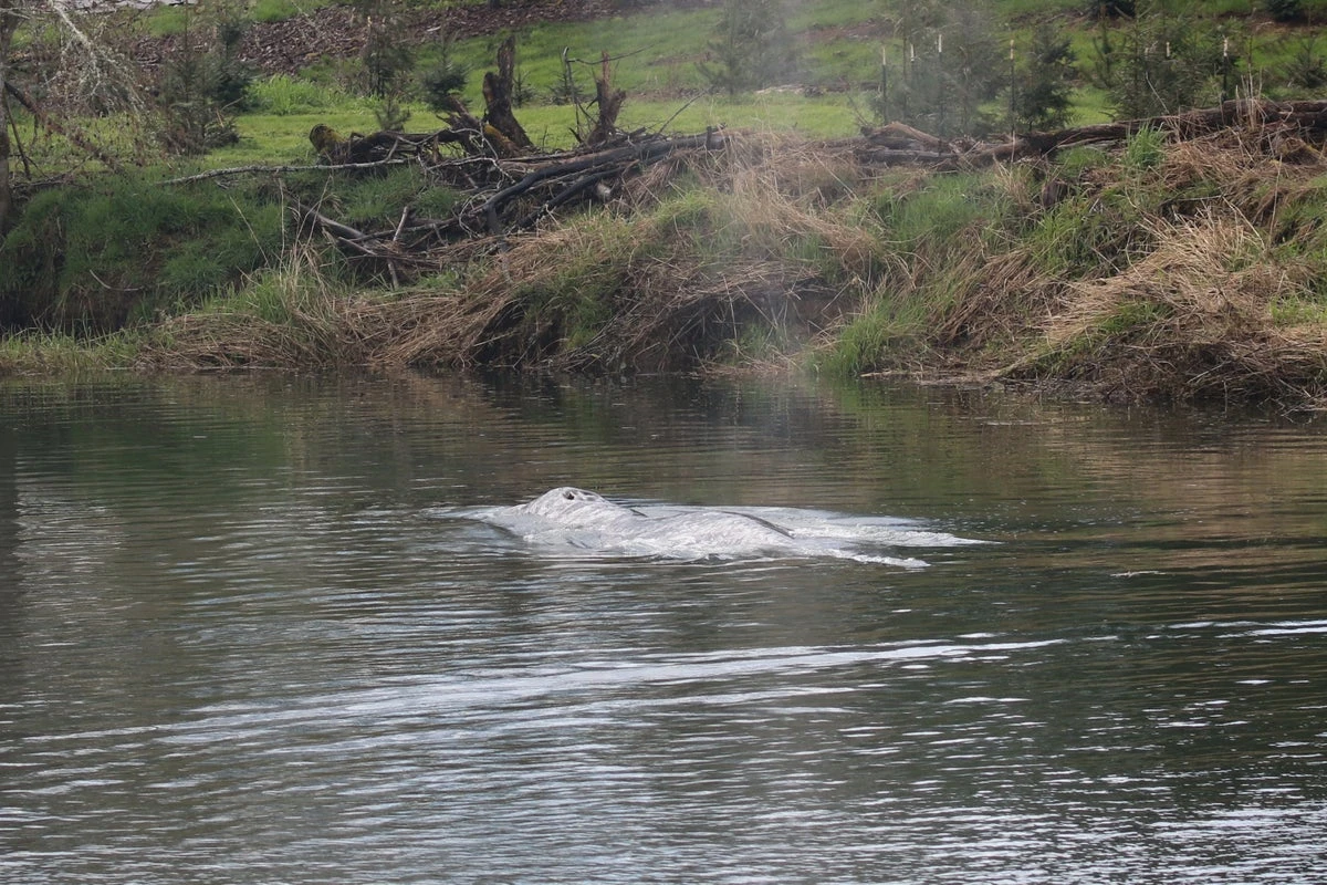 Gray whale seen swimming 20 miles up river has died