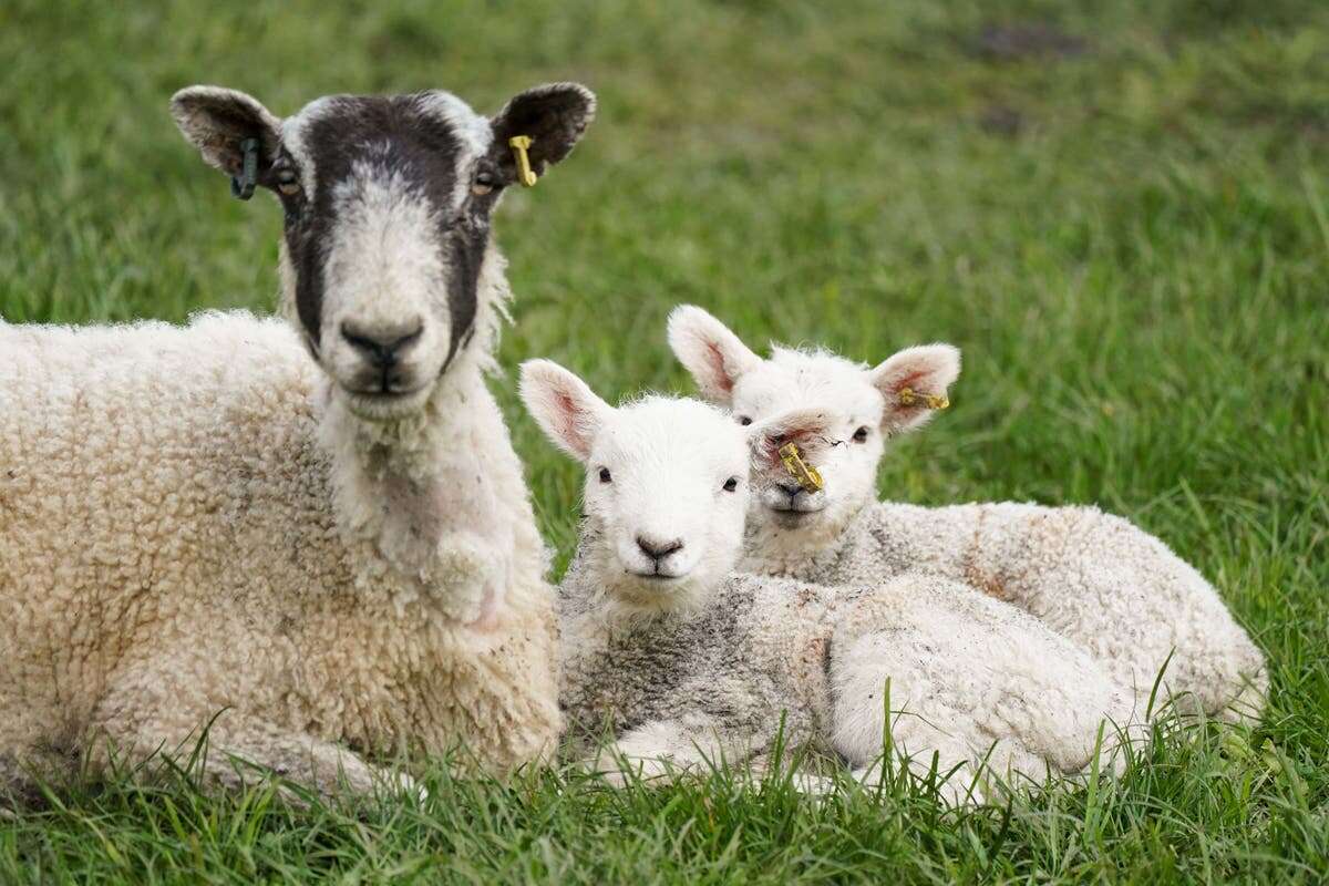 Farmers warned as Greece reports outbreaks of bluetongue