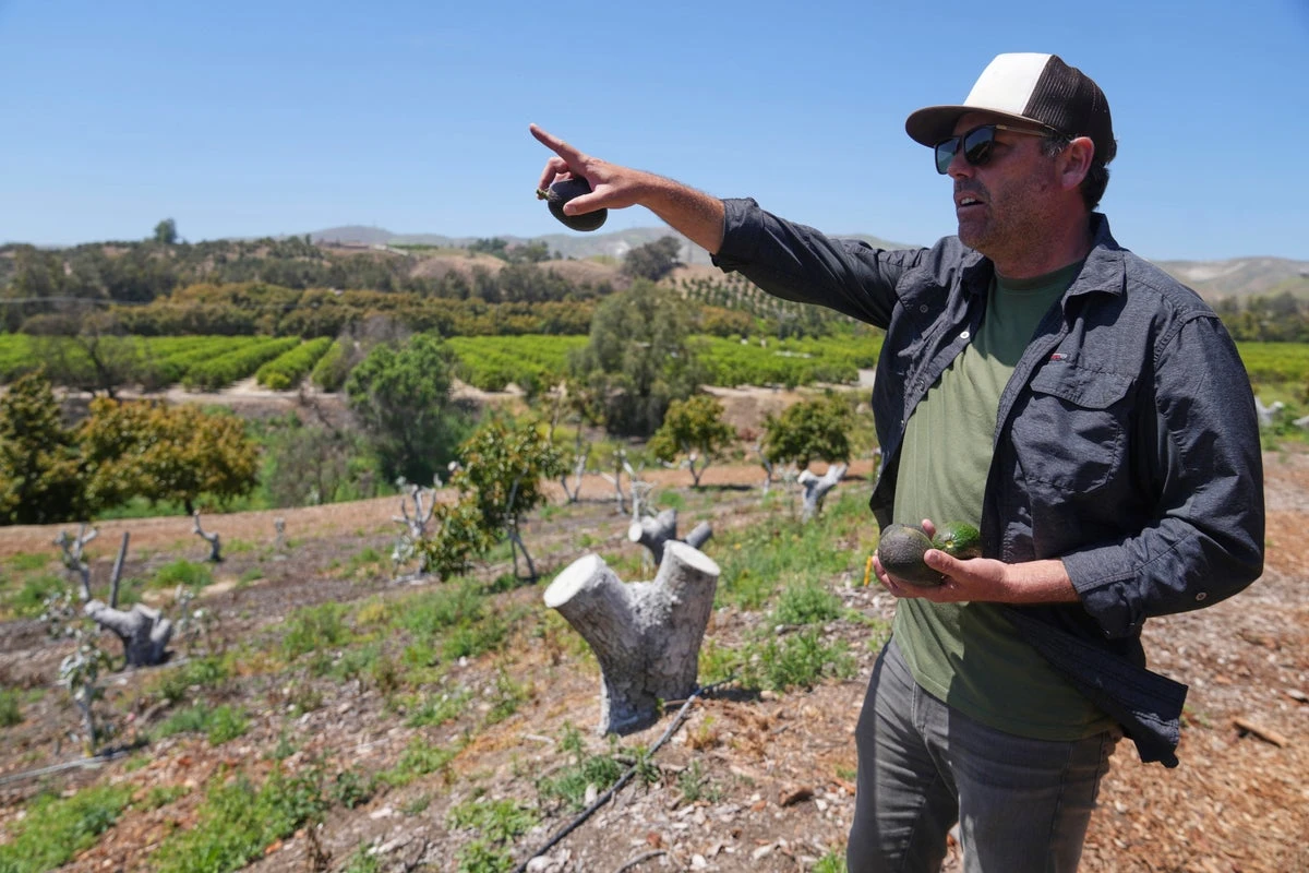 California avocado growers say Mexican imports have helped their sales
