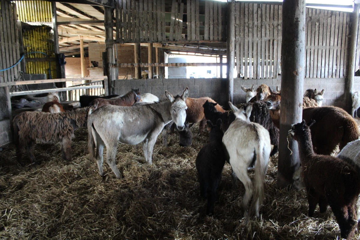 Farm owner banned for neglecting 450 animals in ‘abhorrent conditions’