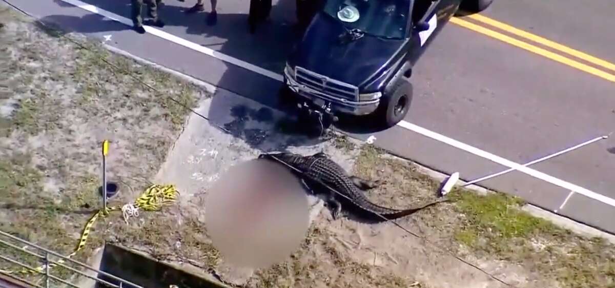 Shocking video shows moments after gator ate 41-year-old Florida woman