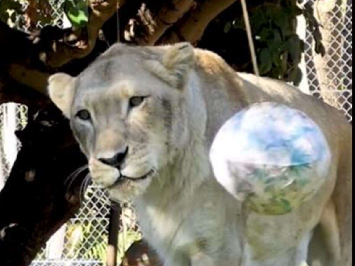 Public outcry as zoo euthanises healthy lioness after partner’s death