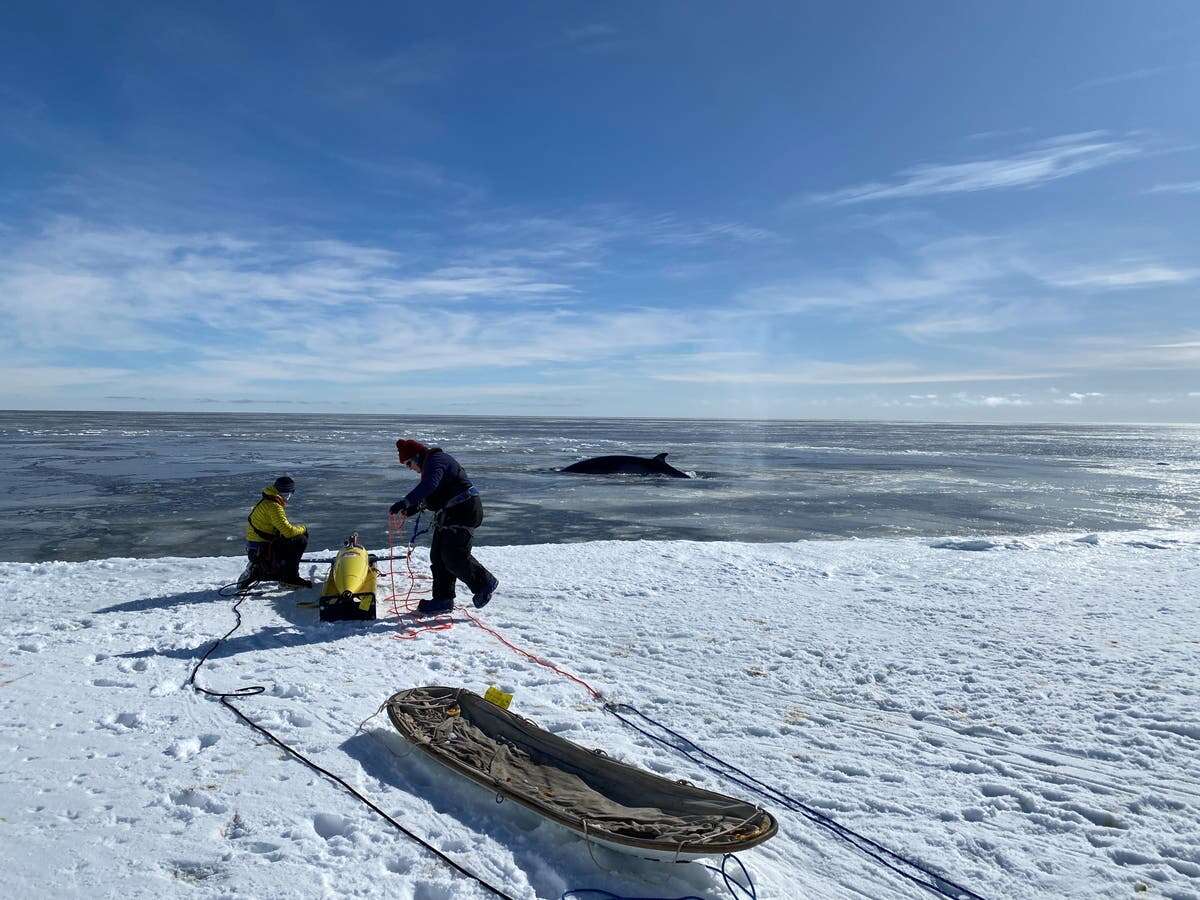 Scientists record Antarctic ice melt data after robot got stuck