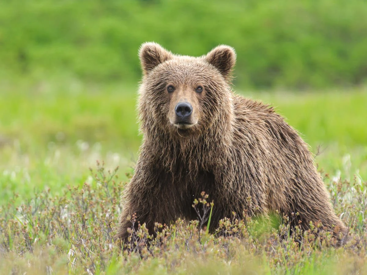 Hunter, 81, on trial for killing protected bear that mauled his legs