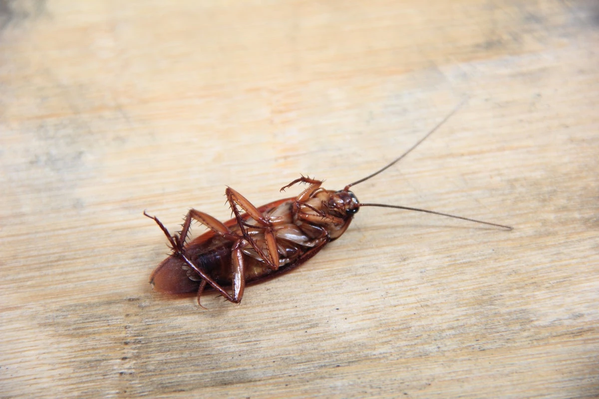 Rise of ‘cockroach’ party as angry residents turn to insect to vent