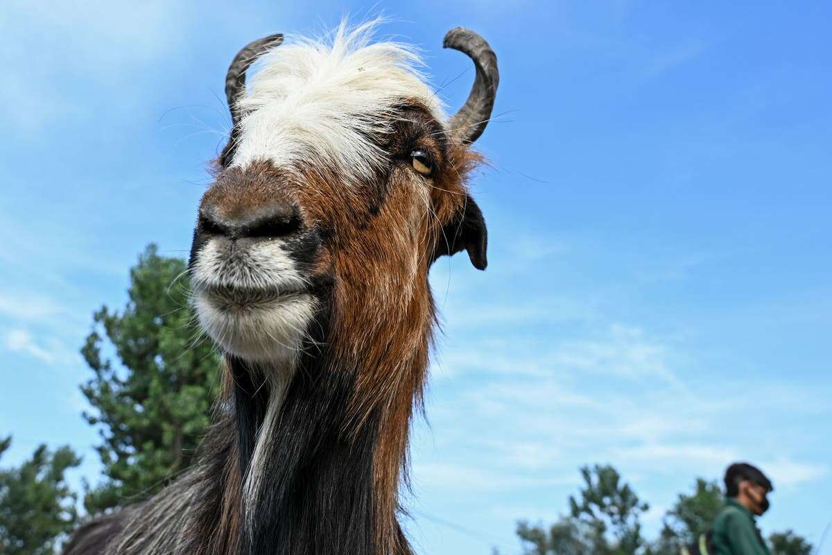 Scientists teach AI to recognise when a goat is upset