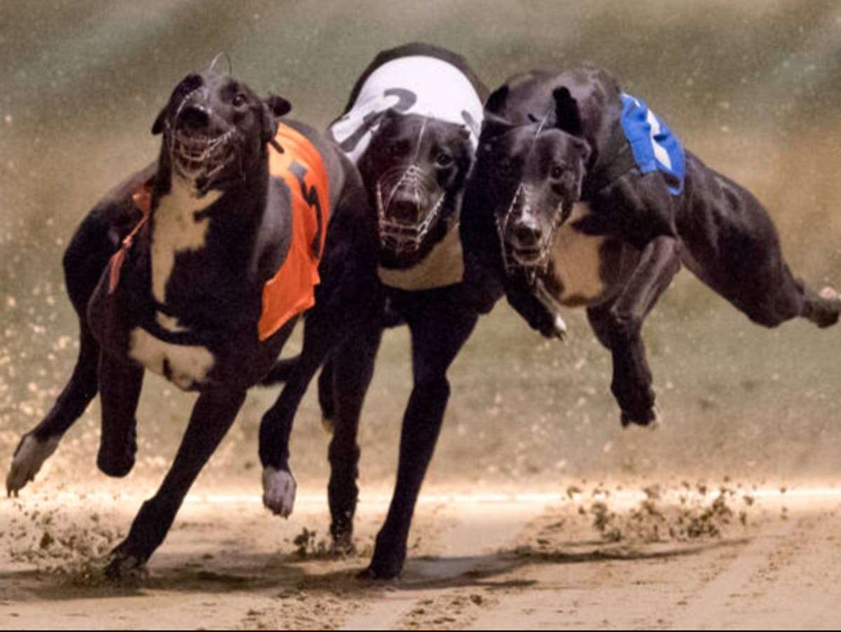 UK greyhound racing mired in ‘major drugs scandal’