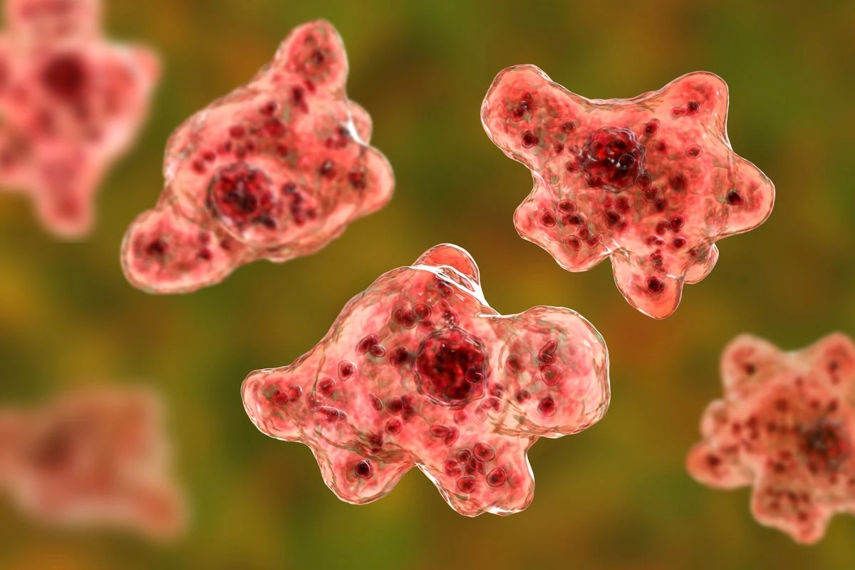 ‘Brain-eating amoeba’ detected in drinking water supplies in Australia