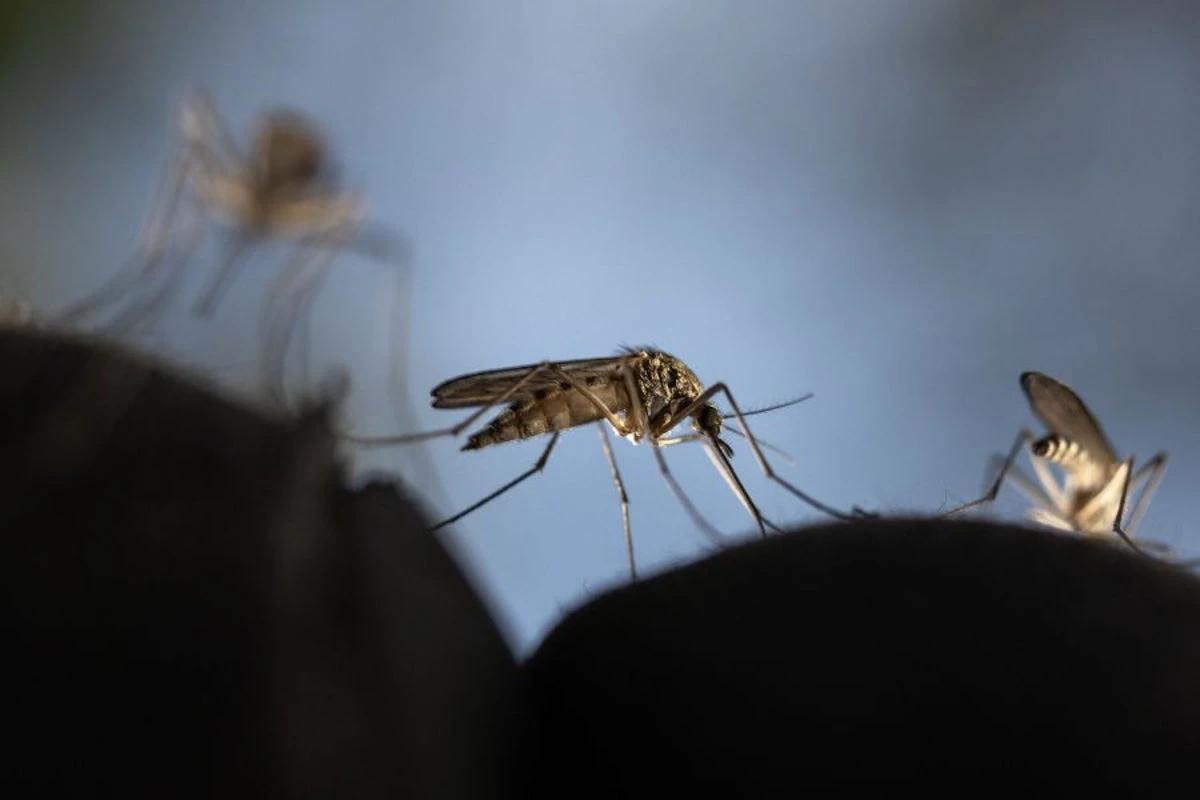 Hawaii confirms Zika virus case after six years of no known exposures