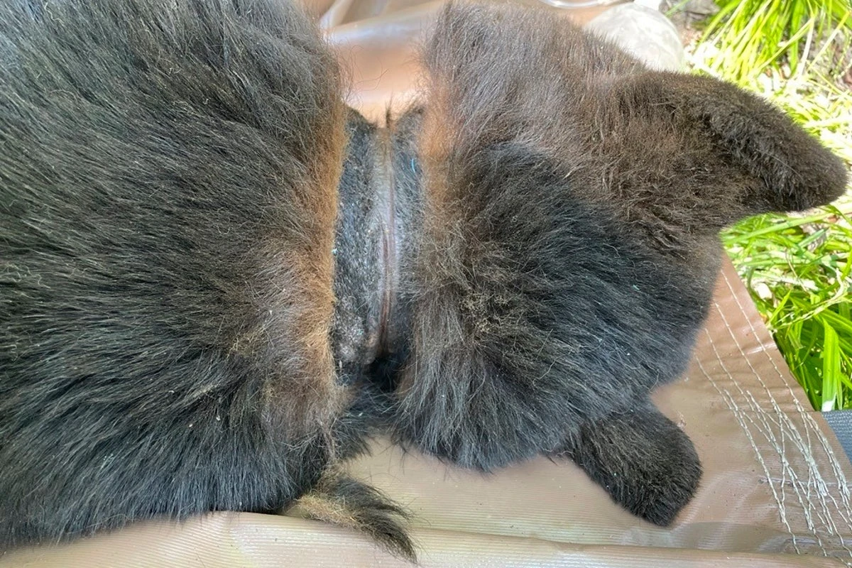 Wild bear finally has plastic lid removed from neck after two years
