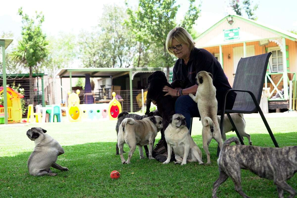 The woman who rescued more than 2,500 pugs