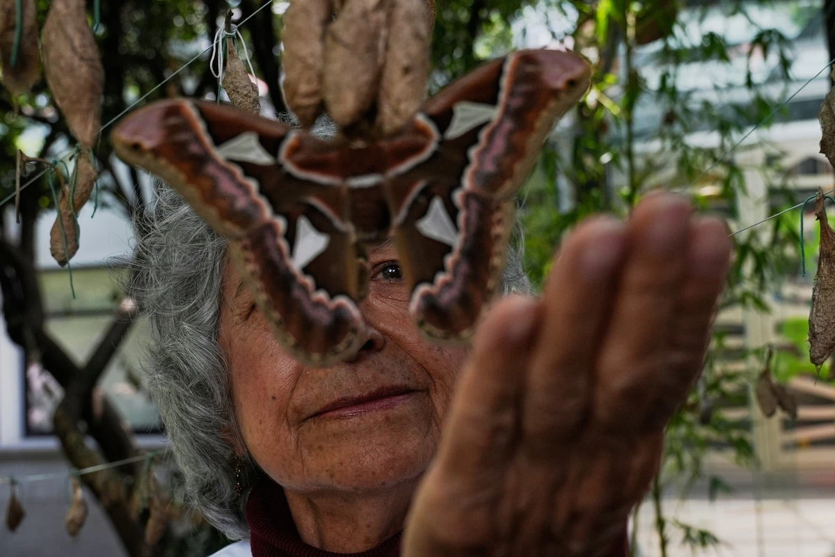 Moths the size of human hands successfully mate inside museum