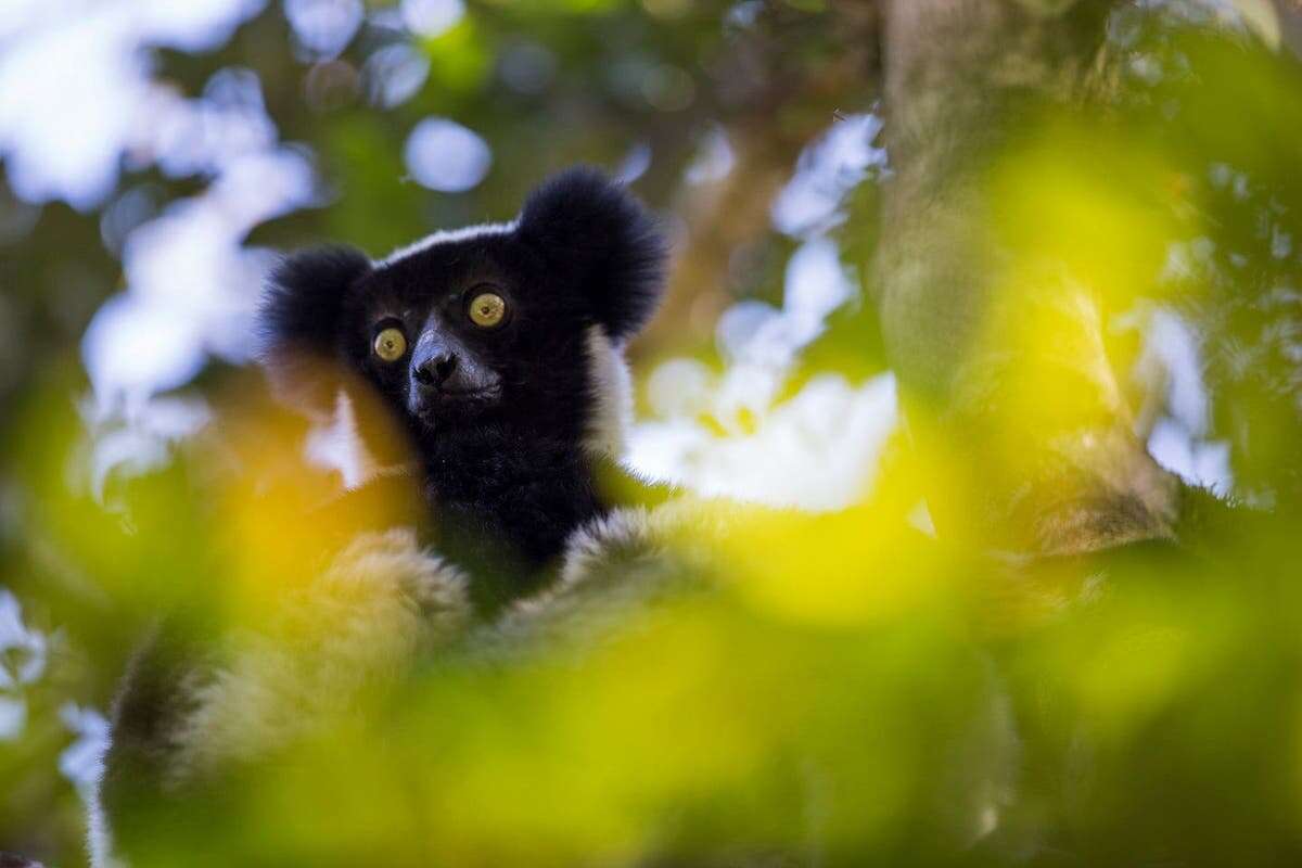 Madagascan lemur ‘honks’ are music to our ears